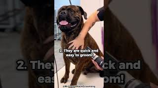 Top 5 Reasons Why You Should Get A Bullmastiff [upl. by Eltotsira]