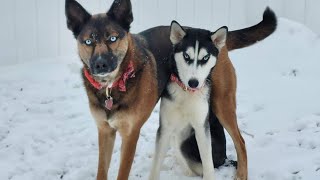 German Shepherd vs Huskies🤣 Funny Dog Videos 2024 [upl. by Dlabihcra]