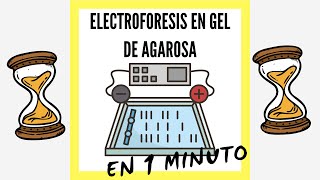 Electroforesis en Gel de Agarosa EN 1 MINUTO [upl. by Angele556]