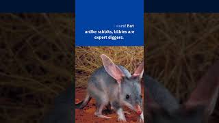 B for Bilby🐁🐁 NatGeo funfacts facts trending knowledge bilby animals christmas australia [upl. by Stichter]