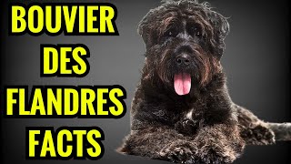 Bouviers des Flandres Facts  Top 13 Facts You Must Know [upl. by Naired]