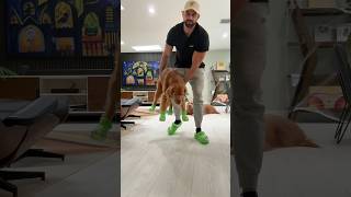 Angry Golden Retriever Tries On Crocs 😡🐶 dogcrocs goldenretriever dogdad [upl. by Sulohcin]