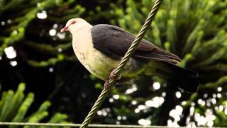 Whiteheaded Pigeon Columba leucomela  Weißbrusttaube 1 [upl. by Jemmy]