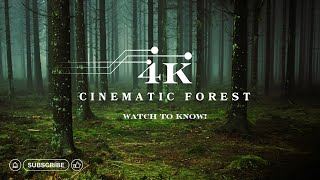 4k forest  Cinematic Forest  4k Nature Video Ultra HD [upl. by Lleihsad]