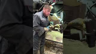 Professional Care For Cows Hooves 🐄 Trimming amp Treatment work howto farming cow care animals [upl. by Camarata]