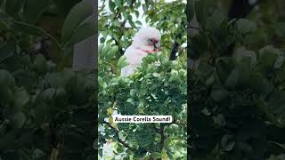 Australian Corella Cockatoo Parrot Sound [upl. by Doig]