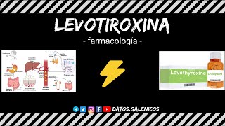 Levotiroxina ⚡️ farmacocinética y farmacodinámia ⚡️ mecanismo de acción de la hormona tiroidea [upl. by Sneve]