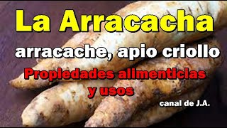 La Arracacha arracache apio criollo racacha virraca zanahoria blanca o mandioquiña salsa [upl. by Kenney42]