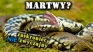 Jak Zaskroniec Udaje Martwego Czemu Służą Kłębowiska Węży [upl. by Annerol]