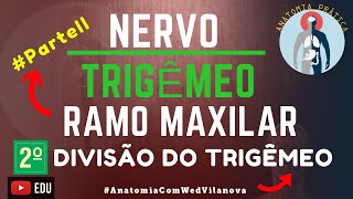 Nervo Trigêmeo RAMO MAXILAR❗ Quais São❗❓ Descubra Aqui Anatomia Prática [upl. by Fabio]