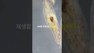 플라나리아를 알아보자 planarian [upl. by Shermy]