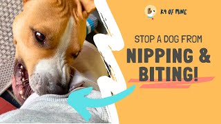 How to Stop a Dog From Nipping amp Biting You [upl. by Rednael]