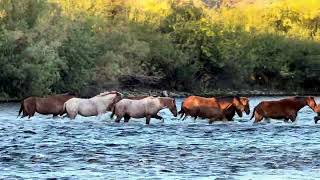 WILD HORSES 🐎 River Crossing 🐎 Don’t Kick Playing Beautiful Moments [upl. by Nueoras887]