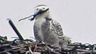 Snowy Owl Inspecting Osprey Nest  January 9 2016 [upl. by Ranitta]