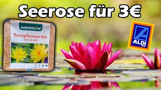 Seerose für 3€ Unboxing 120 [upl. by Stephenie]