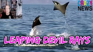 FLYING DEVIL RAYS  WHY THEY DO THIS [upl. by Bautram]