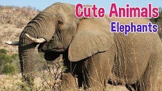 ELEPHANTS  Animals For Kids  Elephant photos with classical music for children by Oxbridge Baby [upl. by Mlohsihc]