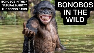 WILD CONGO BASIN  Ruthless Poachers and Hunters Killing BONOBOS  SAVING BONOBOS from Going Extinct [upl. by Thorny]