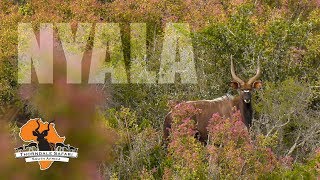 Nyala Hunt at Thorndale Safari Spot amp Stalk in the Eastern Cape [upl. by Fang874]