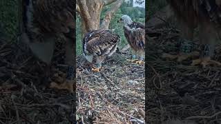 P160 Review birds nest life mom birds brings food to feed her babies in their nest birdslover [upl. by Wildermuth]