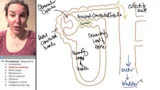 Nephron 2 Anatomy [upl. by Eibbob]