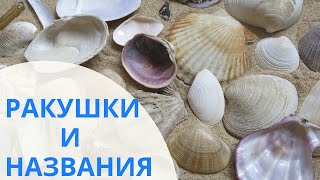 Ракушки Японского моря двустворчатые моллюски  Видеопособие для распознавания раковин [upl. by Koerlin]