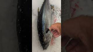 The difference between Yellowfin Tuna and Bluefin Tuna [upl. by Nosniv]