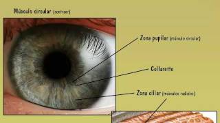 El color de ojos en humanos  Parte I Anatomía básica y física del color del ojos [upl. by Sirej]