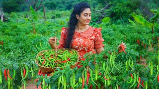 Green chili 🌶️ harvesting I made flavorful chili recipes amp preserved in two ways [upl. by Munson]