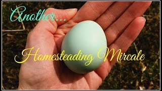 Another Homesteading Miracle [upl. by Charlean]