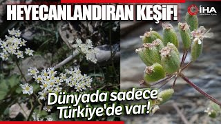 Dünyada Sadece Tuncelide Yetişen Bitki Keşfedildi [upl. by Rodmun771]