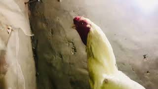 Quality bird Tamil Nadu Indian parrot beak ytshortsindia ytshortsindia parrotbeak youtube viral [upl. by Athelstan]