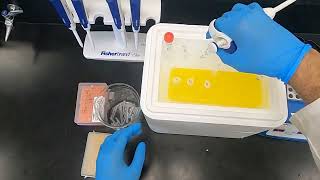 Polyacrylamide Gel Electrophoresis PAGE and Western Blotting [upl. by Alicea]