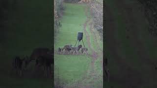 Does crowded up under the feeder outdoors hunting deerhunting [upl. by Ornas]