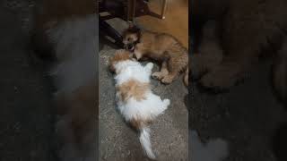 Nalingaw sila chuckie  jolly shortvedio puppy [upl. by Zaragoza]