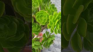 Aeonium canariense👌 [upl. by Branch]