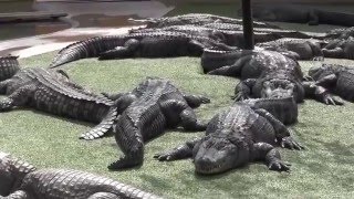 Reptile Gardens AlligatorCrocodile Pit [upl. by Idorb557]