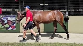 Lot 502  Hanseatic x Cameo [upl. by Kuhlman976]