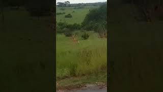 Visit Uganda Murchison falls National Park [upl. by Clayborne257]