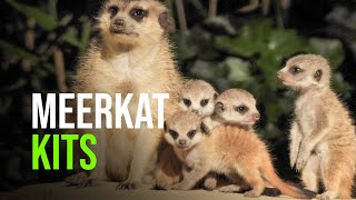 Four Baby Meerkats Born At The Netherlands’ Amersfoort Zoo [upl. by Leber]