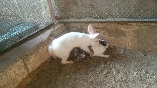 male rabbit mating with old femal  proper rabbit mating part 2 UrduHindi [upl. by Arakal]