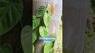 Philodendron Heart BIG leaves  Plant Sale at Rs45  Whatsapp 6382562306 plants indoorplant [upl. by Nivat768]