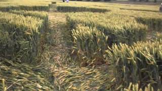 Crop circle at Ackling Dyke Dorset July 2014 [upl. by Bartel]