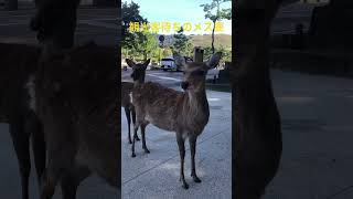 奈良公園交差点で観光客待ちのメス鹿。なかなかのべっぴんさん。🤗 shorts 奈良の鹿 奈良公園 deer narapark [upl. by Putscher]