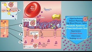 The Cholesterol Conundrum Part 2 Putting LDL Particle Count into Context [upl. by Allekim]