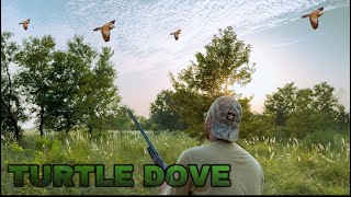 Turtle dove hunting  Russian dove  Hunting season 2024 [upl. by Fabrienne]