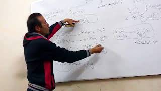 Physiology Renal Acid Base Balance part 1 Dr Mohamed Fayez [upl. by Tyrrell]