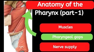 18 Anatomy of the Pharynx part 1 [upl. by Rotciv]