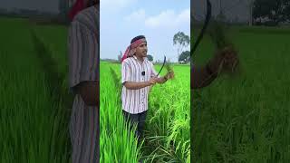 Cows are eating grass while cutting paddy in the field [upl. by Ahseka914]