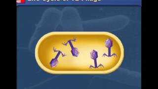 Lytic v Lysogenic Cycles of Bacteriophages [upl. by Yrem475]